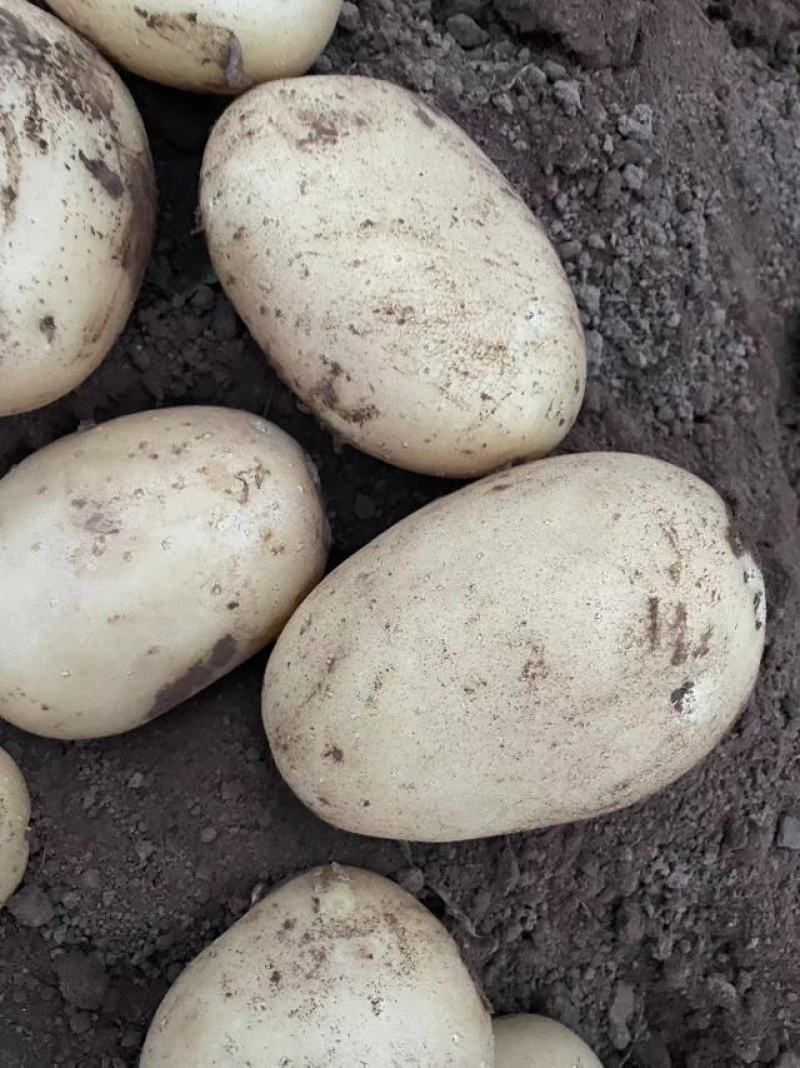 辽宁土豆黄心土豆货源充足大量供应欢迎老板致电咨询