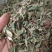 仙鹤草龙牙草天然晒干现货供应鲁赣中药材批发