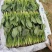 菠菜精品菠菜产地直发