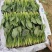 菠菜精品菠菜产地直发
