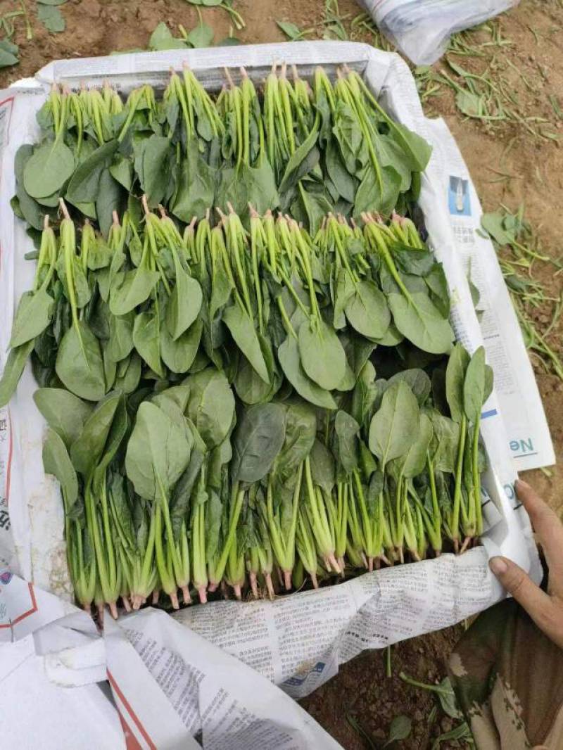 菠菜精品菠菜产地直发