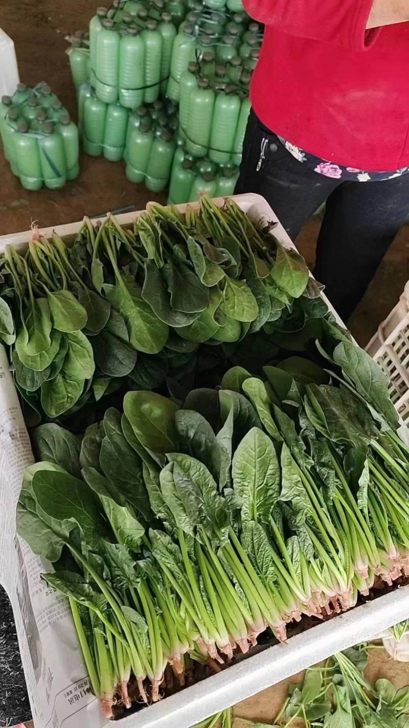菠菜精品菠菜产地直发