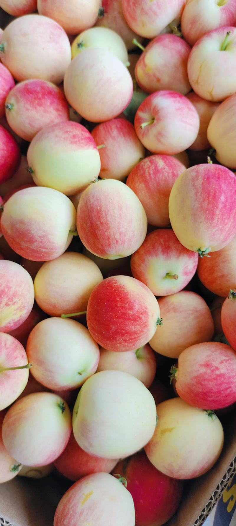 东北特产凯九果，123小苹果，吉胜李子，龙冠，鸡心果七月