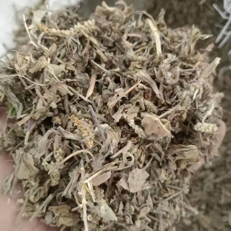 车前草猪耳朵草现货供应鲁赣中药材批发