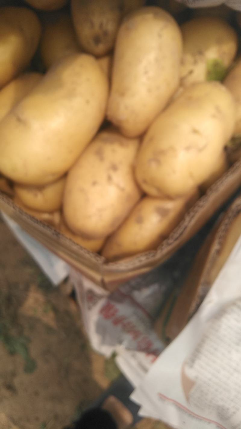 荷兰十五，沃土黄心土豆大量上市品质保证欢迎联系