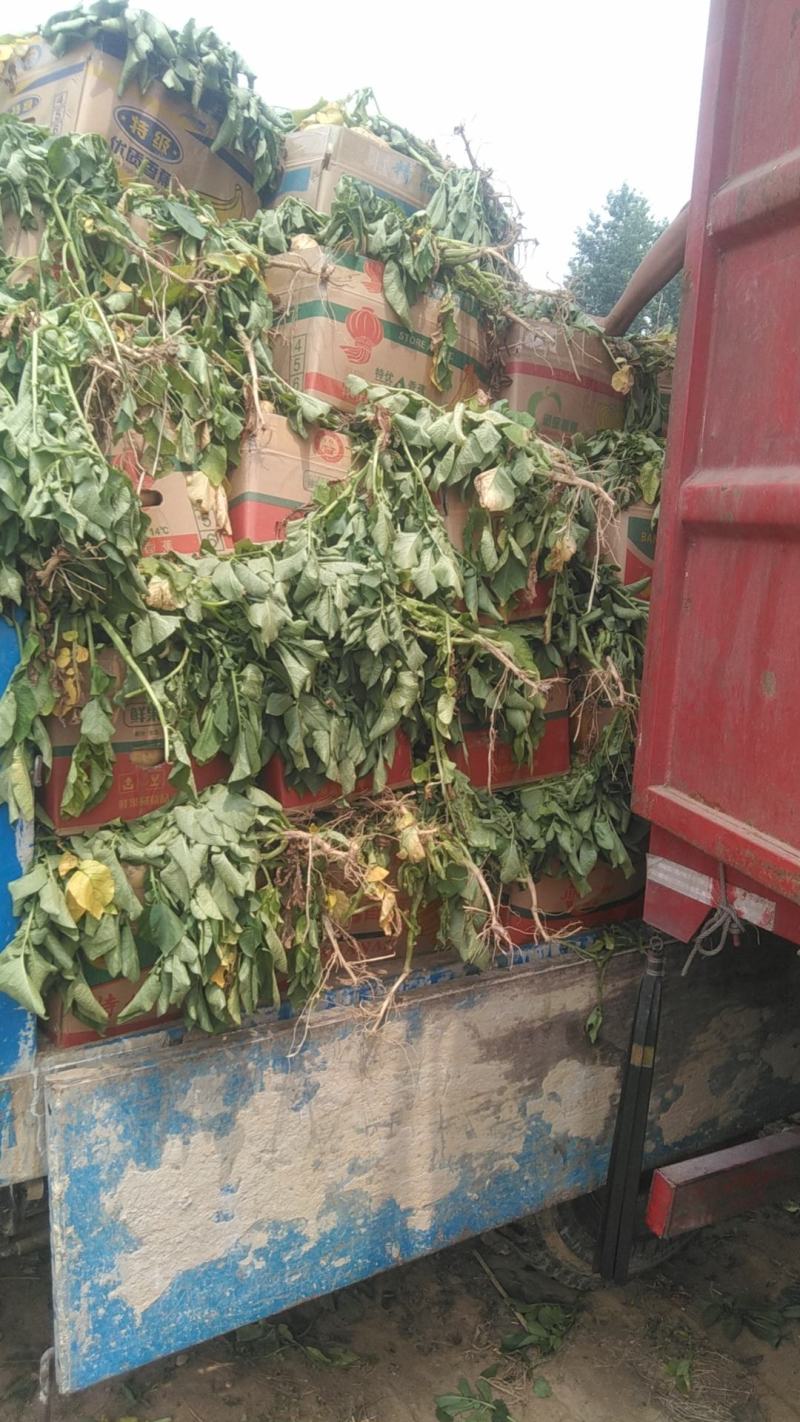 荷兰十五，沃土黄心土豆大量上市品质保证欢迎联系