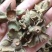 柿蒂柿子蒂柿钱柿丁现货供应鲁赣中药材批发