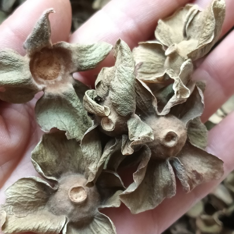 柿蒂柿子蒂柿钱柿丁现货供应鲁赣中药材批发