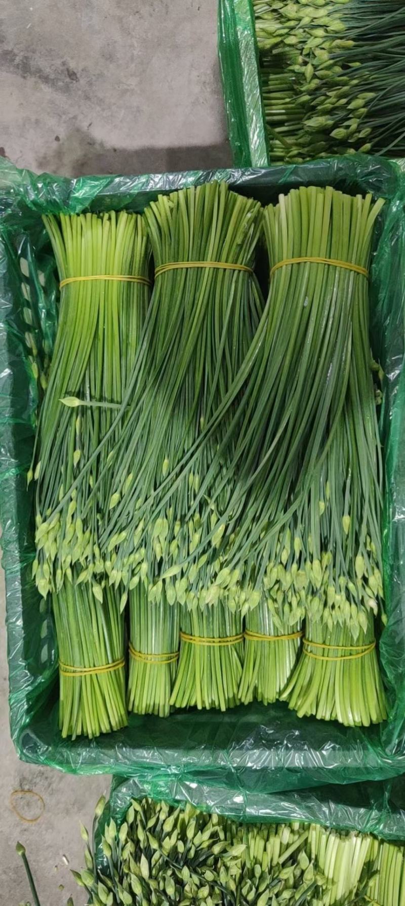 精品韭苔品质优价格实在，大量走货，产地一手货源欢迎致电