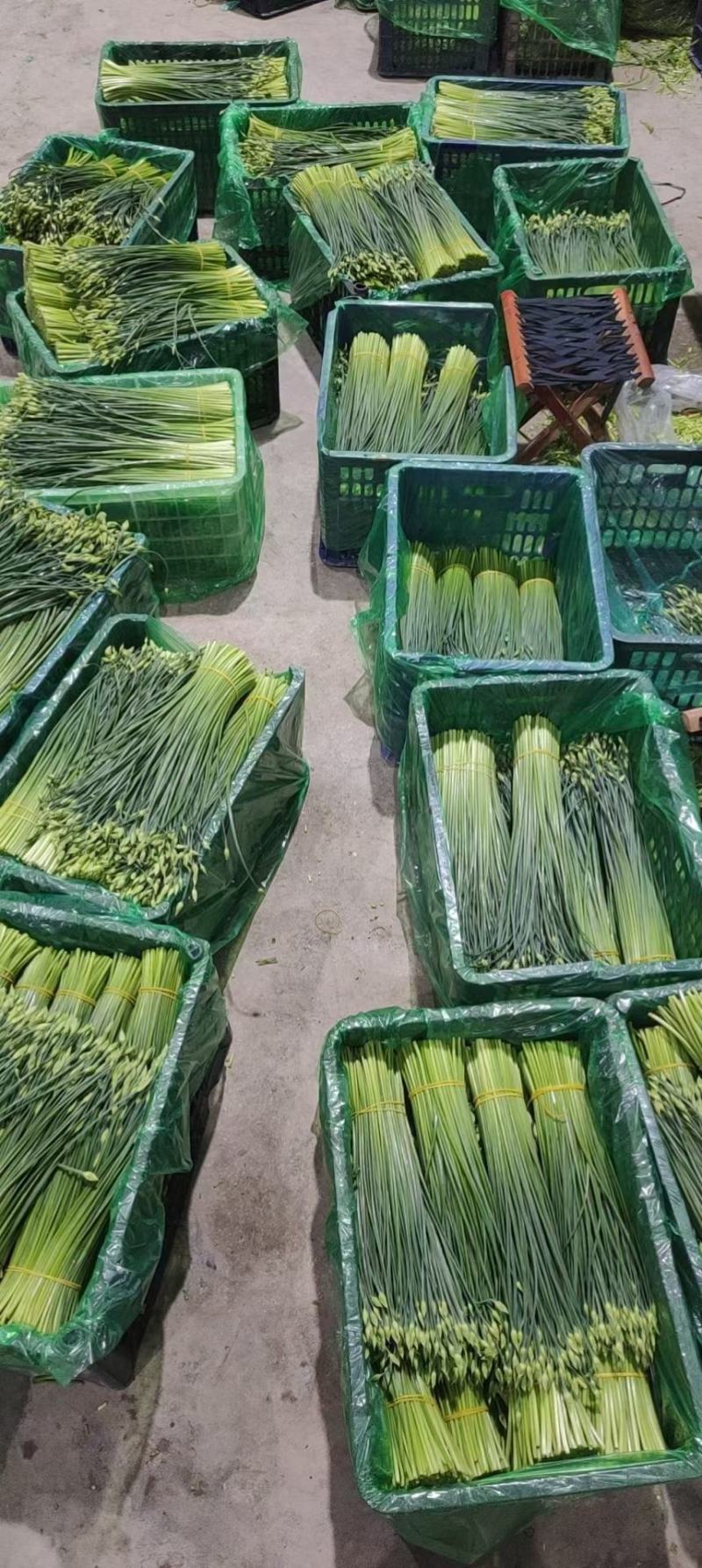 精品韭苔品质优价格实在，大量走货，产地一手货源欢迎致电