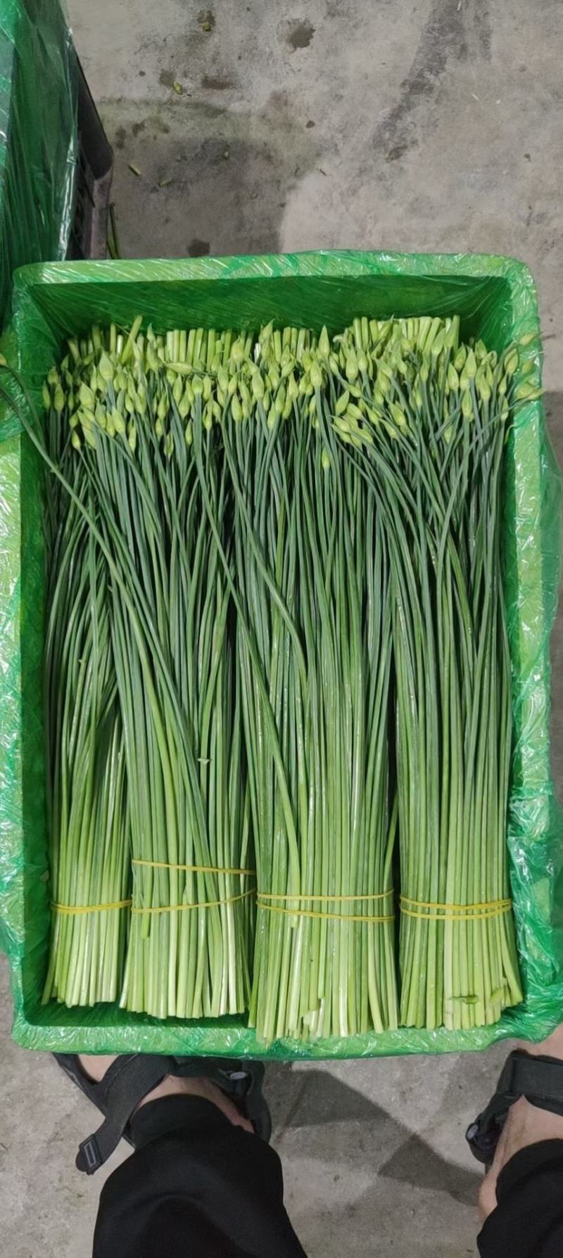 精品韭苔品质优价格实在，大量走货，产地一手货源欢迎致电