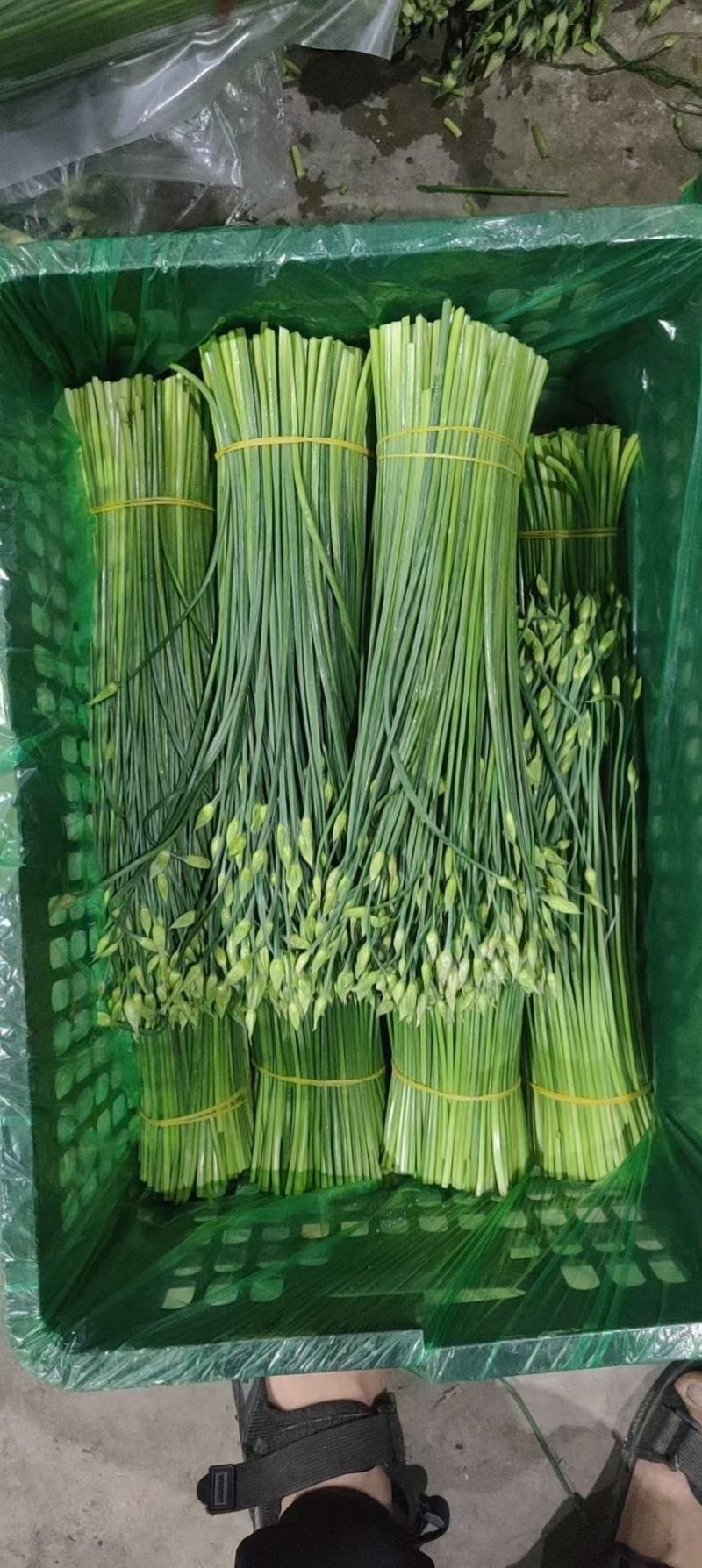 精品韭苔品质优价格实在，大量走货，产地一手货源欢迎致电