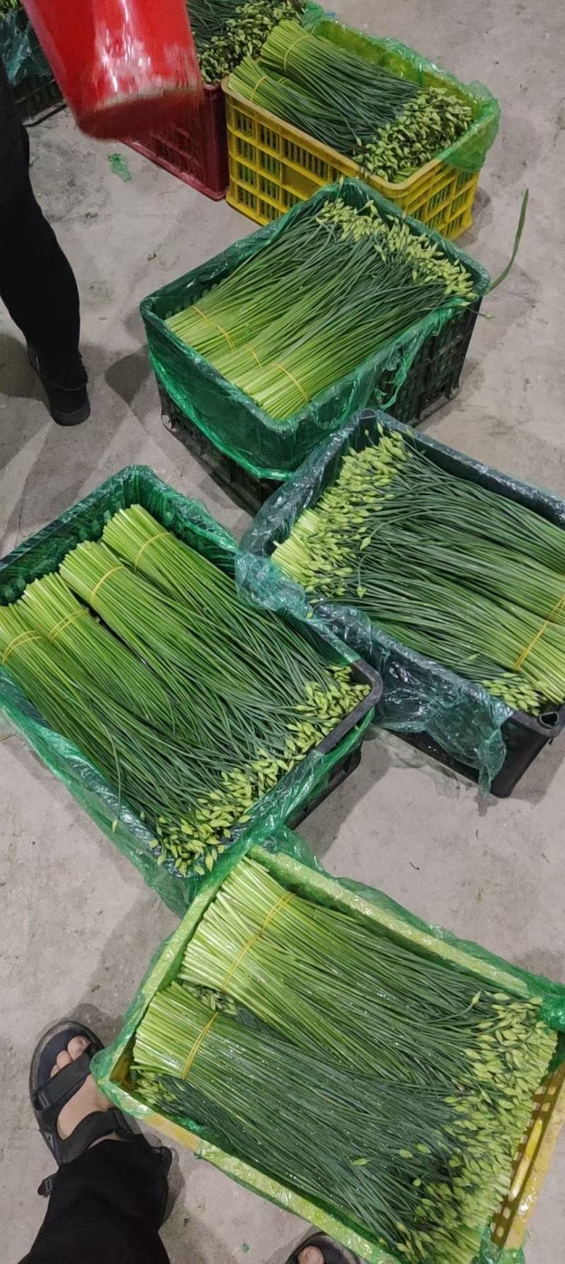 精品韭苔品质优价格实在，大量走货，产地一手货源欢迎致电