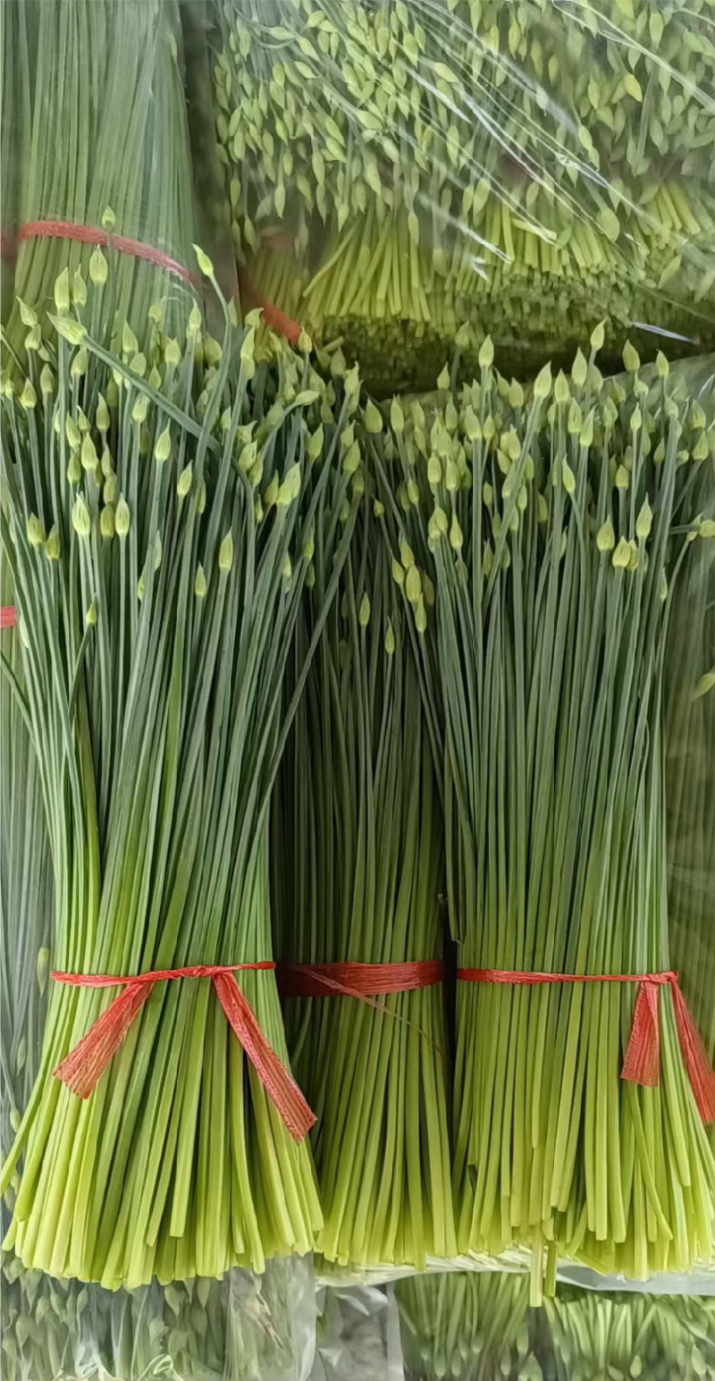 精品韭苔品质优价格实在，大量走货，产地一手货源欢迎致电