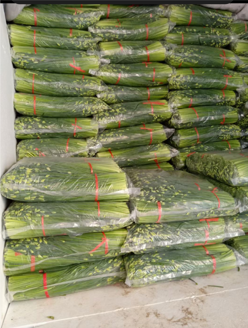 精品韭苔品质优价格实在，大量走货，产地一手货源欢迎致电