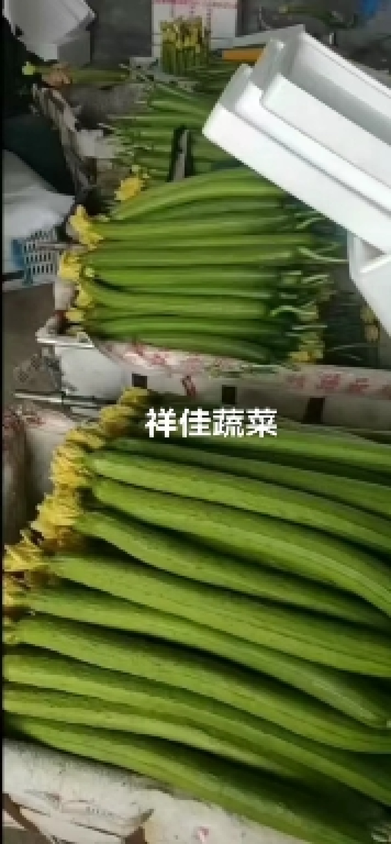 丝瓜（产地直供，一手货源。大量供应，品优价廉）