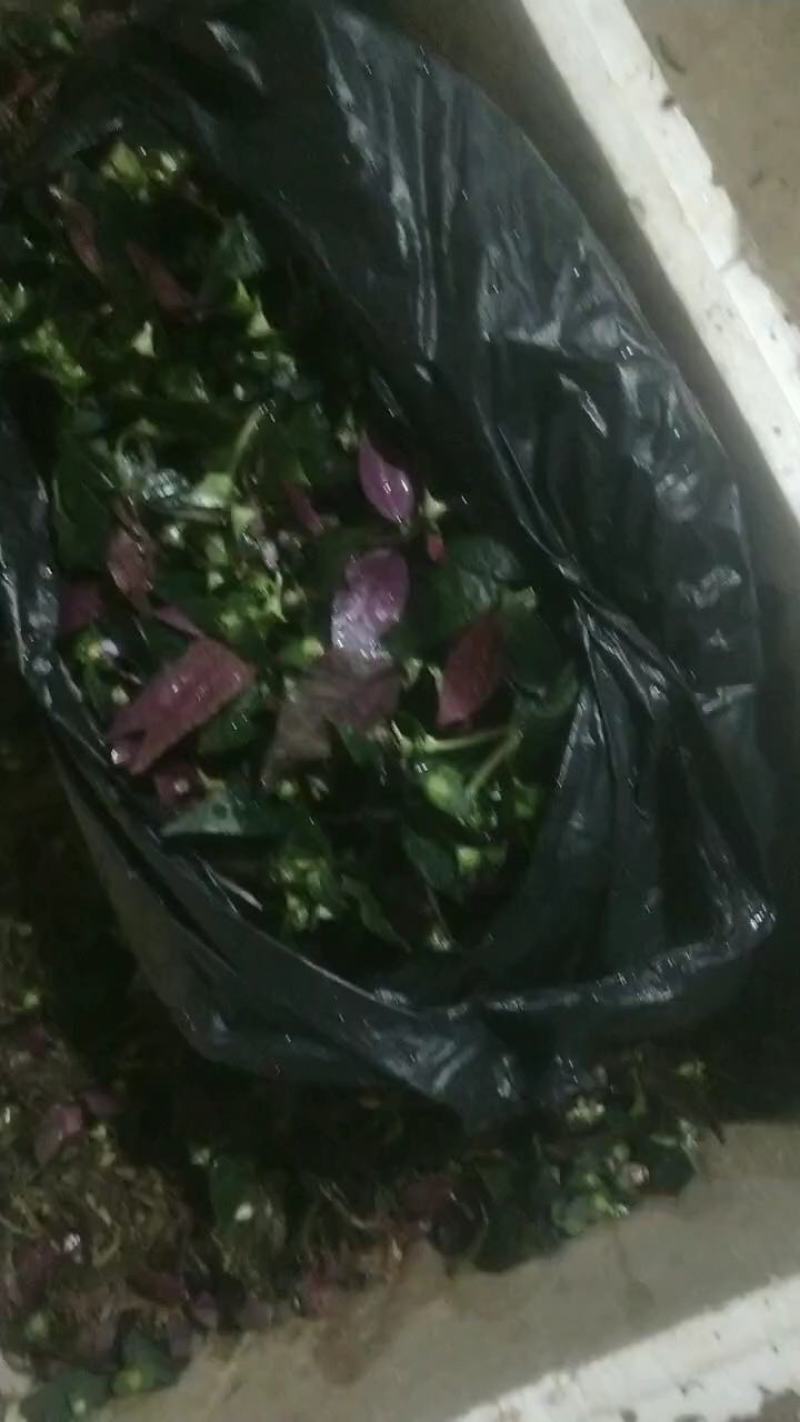 四川地区风柜斗草苗出售，欢迎需要老板咨询订购。