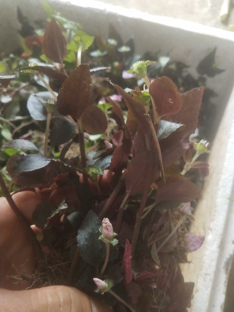 四川地区风柜斗草苗出售，欢迎需要老板咨询订购。
