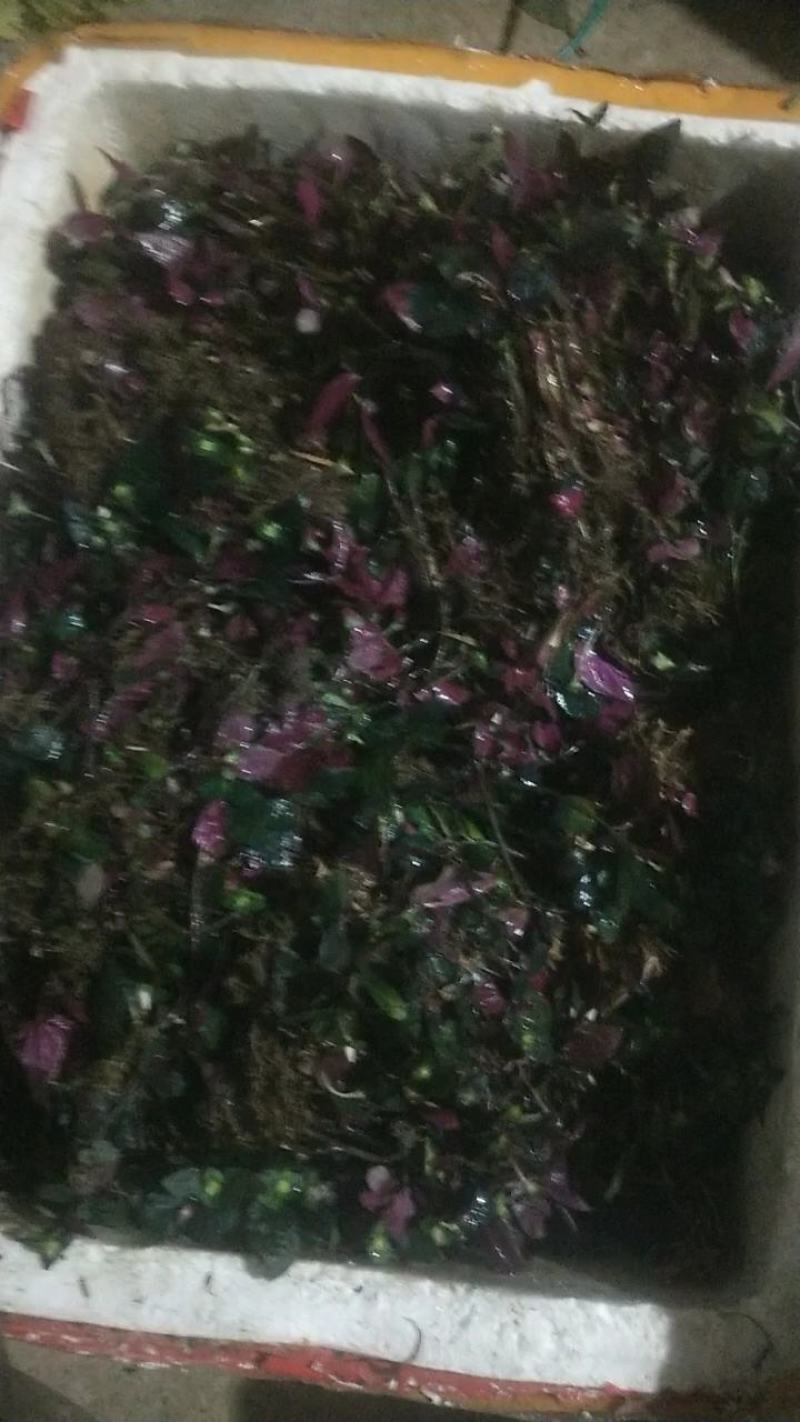 四川地区风柜斗草苗出售，欢迎需要老板咨询订购。