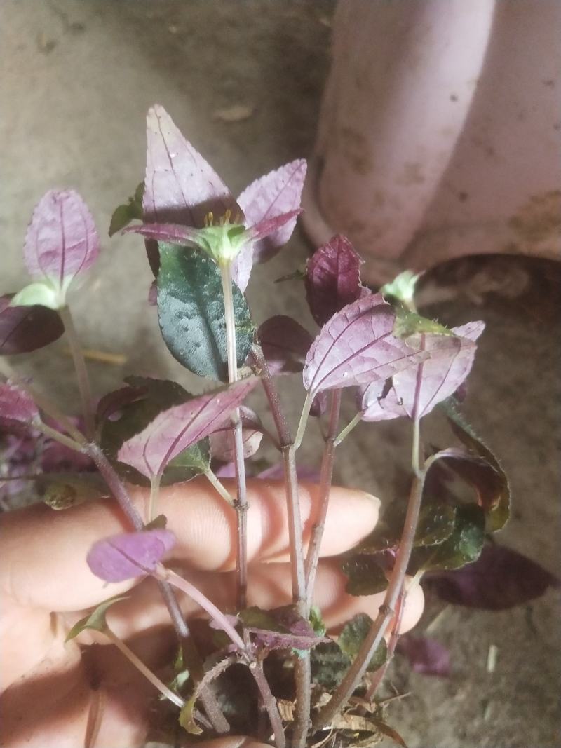 四川地区风柜斗草苗出售，欢迎需要老板咨询订购。