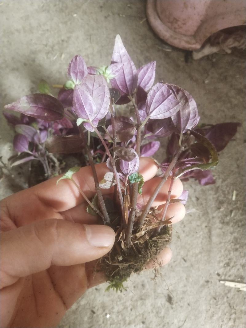 四川地区风柜斗草苗出售，欢迎需要老板咨询订购。