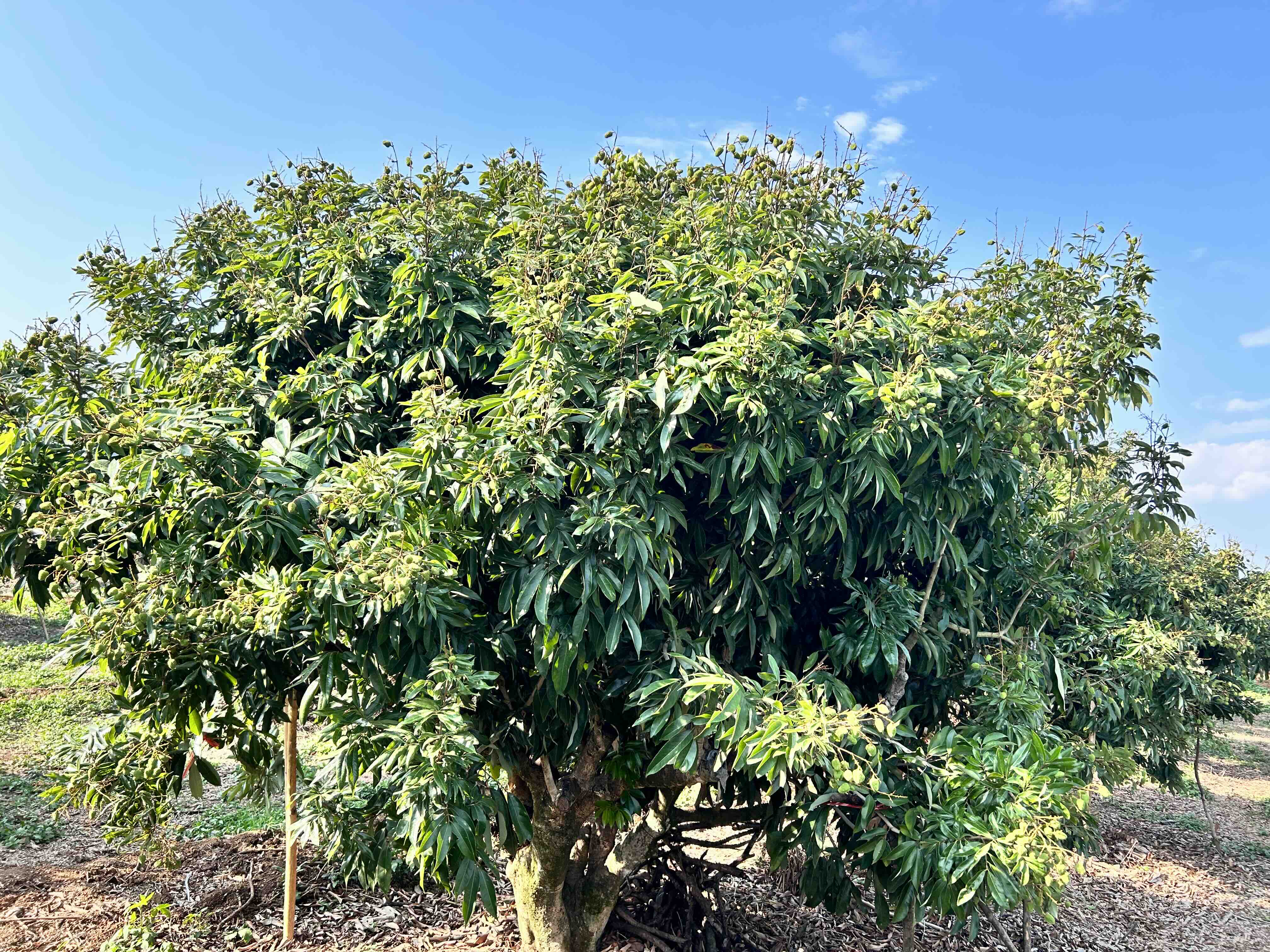 荔枝病症状示意图