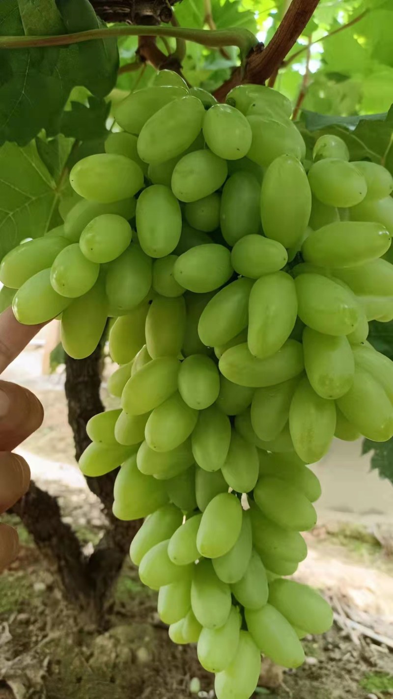 无籽青提