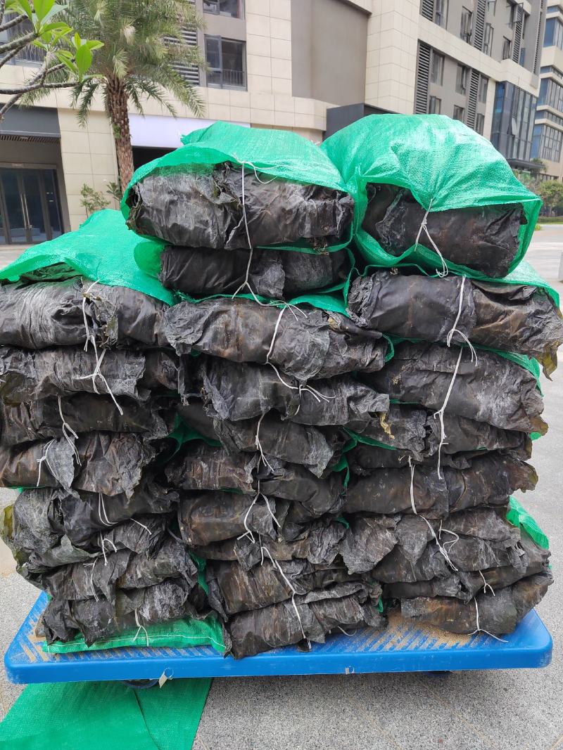 福建南日岛精品无沙干海带