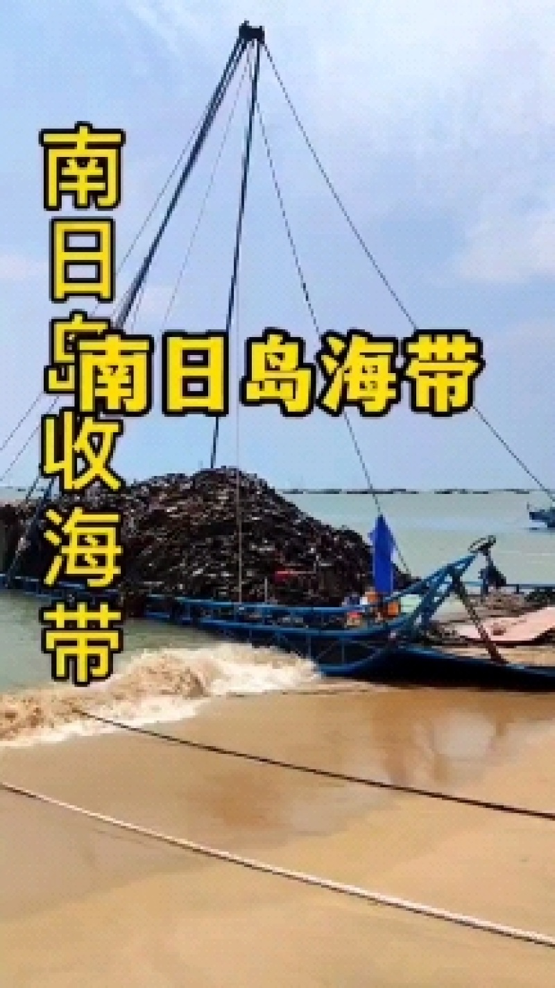 福建南日岛精品无沙干海带