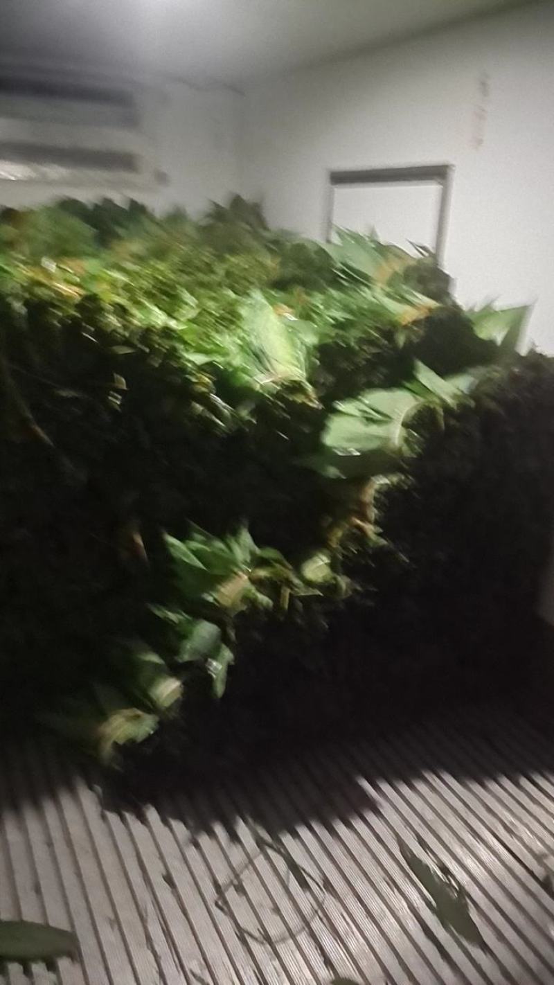 2023年端午节前粽叶新品