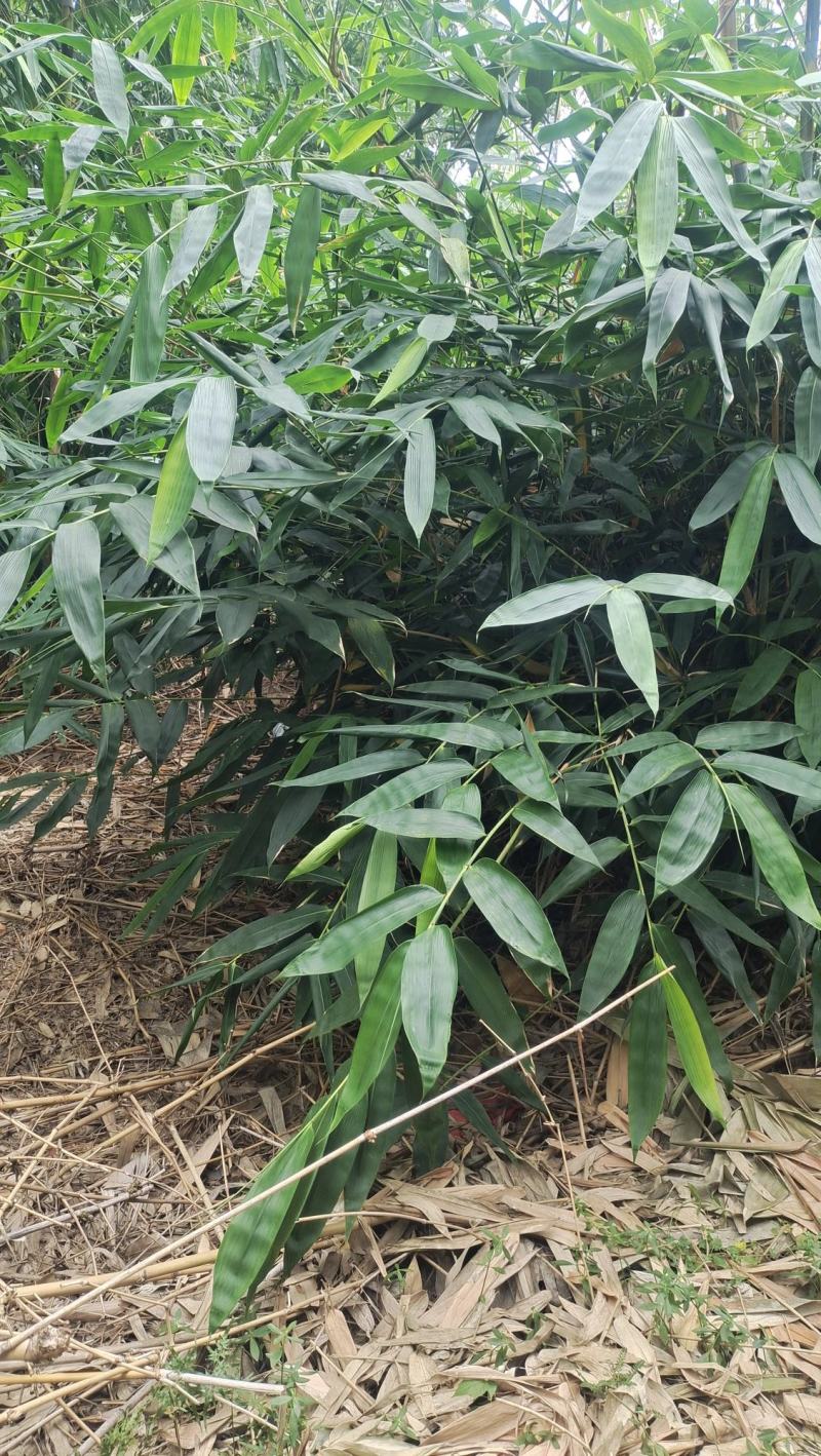 2023年端午节前粽叶新品