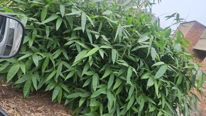 2023年端午节前粽叶新品