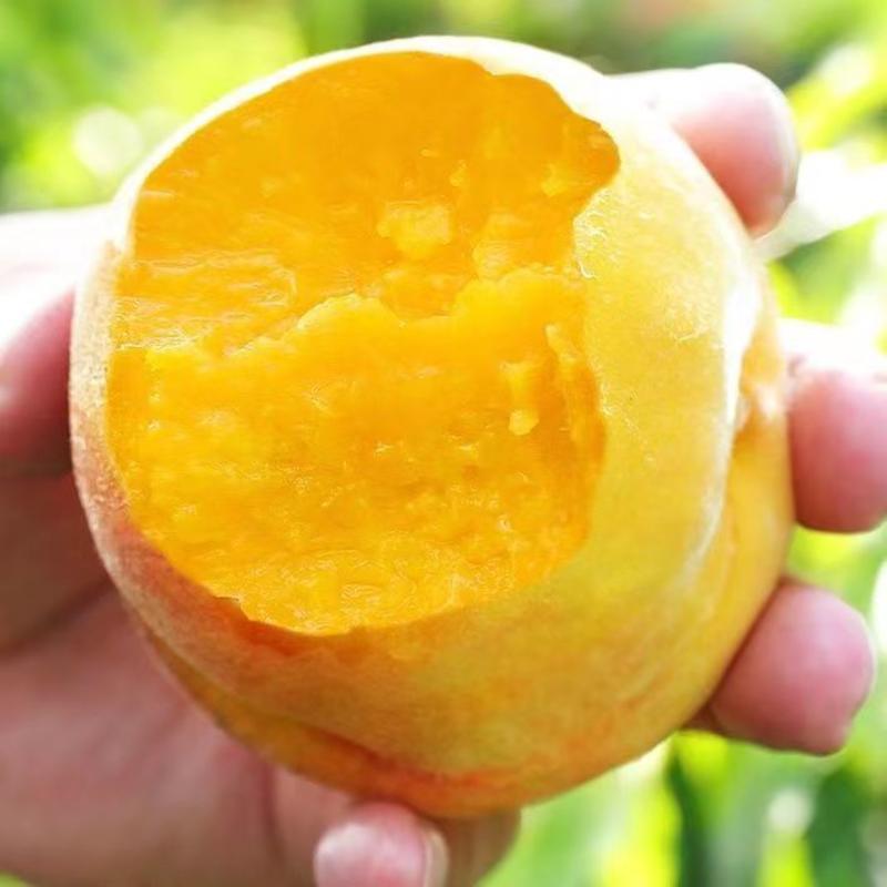 【推荐】金黄金桃，单果6-7两果面干净，甜度17度左右！