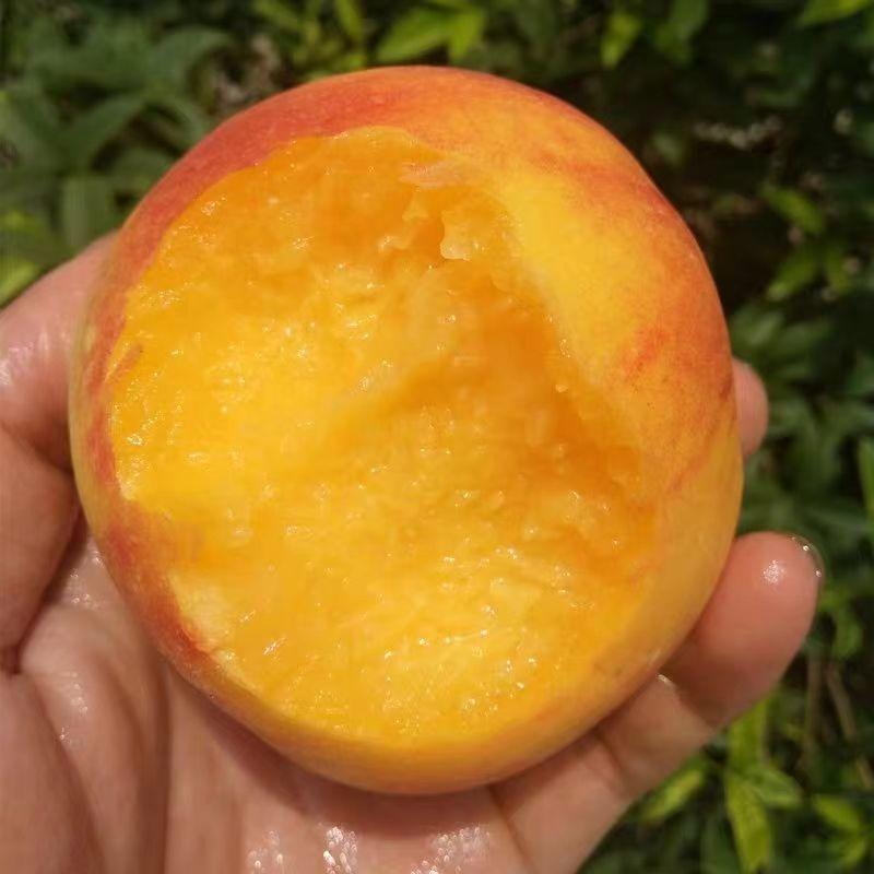 【推荐】金黄金桃，单果6-7两果面干净，甜度17度左右！
