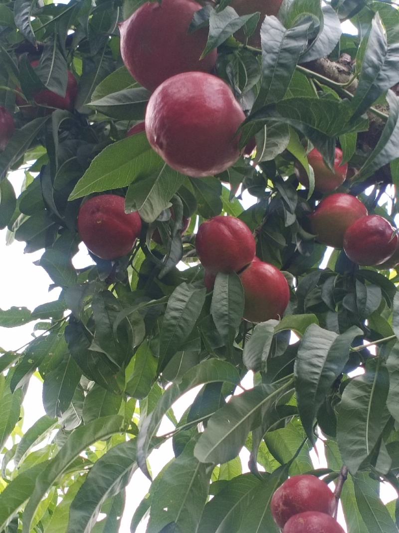 云南建水油桃已大量上市，看上的老板速联系！
