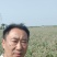专业培育的地黄栽子，北京脱毒新3号，保证质量，价格优惠