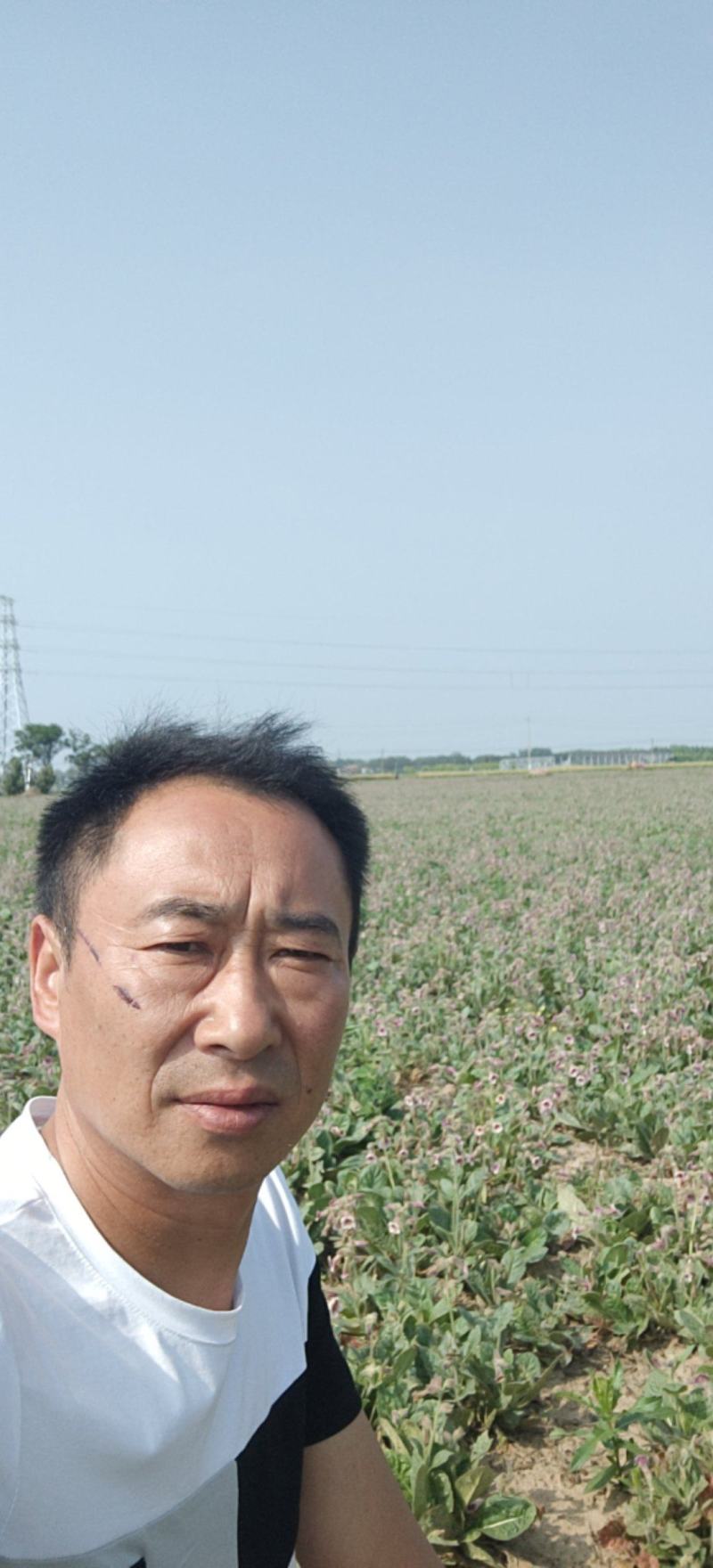 专业培育的地黄栽子，北京脱毒新3号，保证质量，价格优惠
