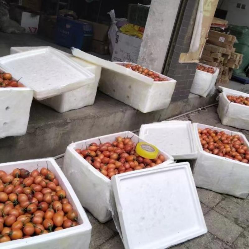 云南大树番茄现摘现卖品质保证酸甜可口
