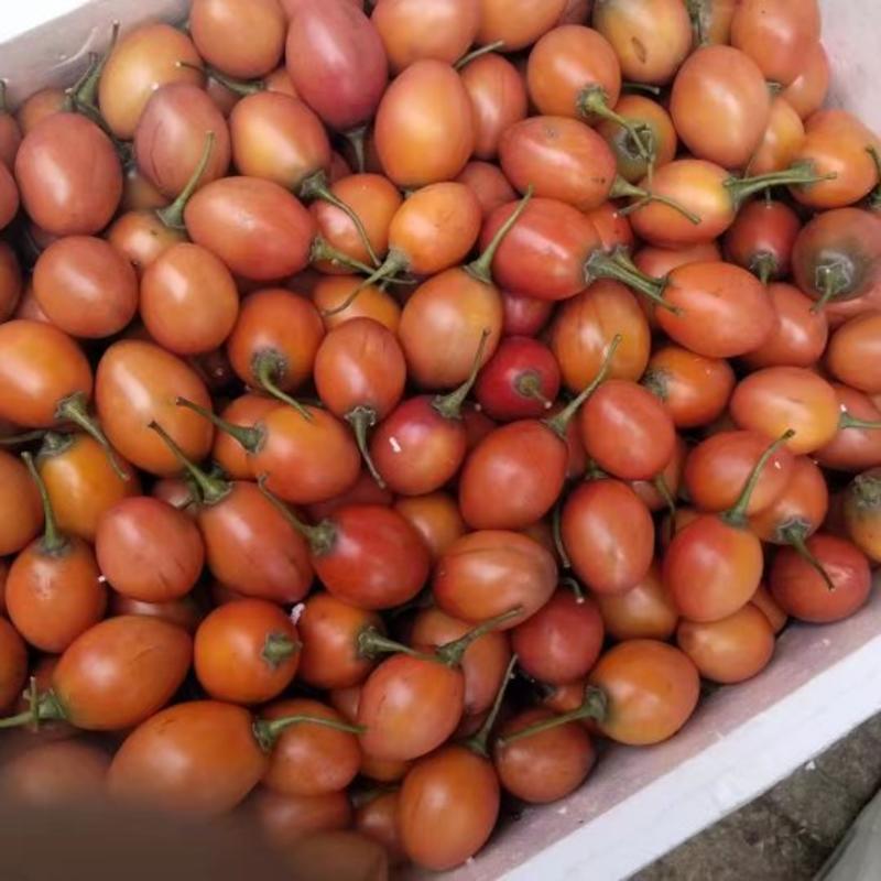 云南大树番茄现摘现卖品质保证酸甜可口