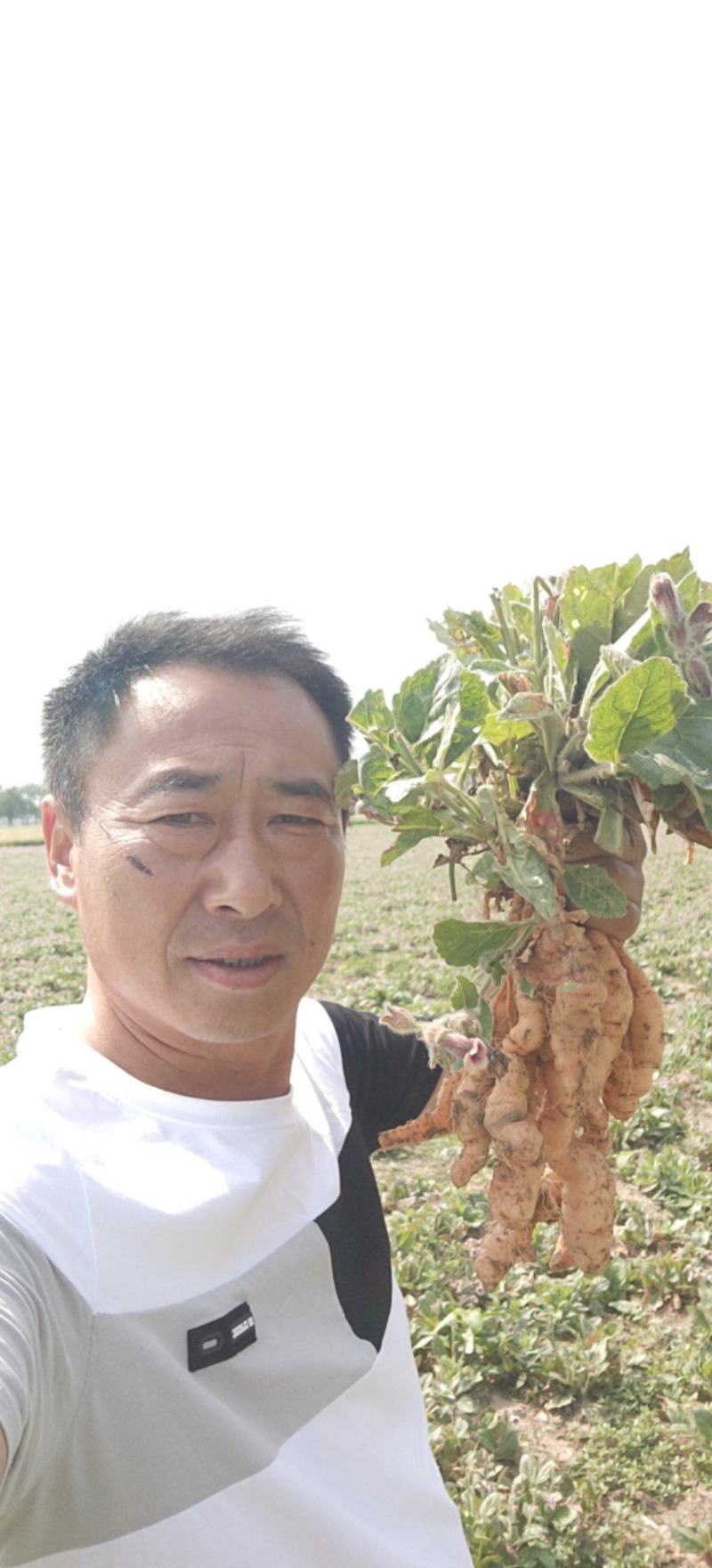 专业培育的地黄栽子，北京脱毒新3号，保证质量，价格优惠
