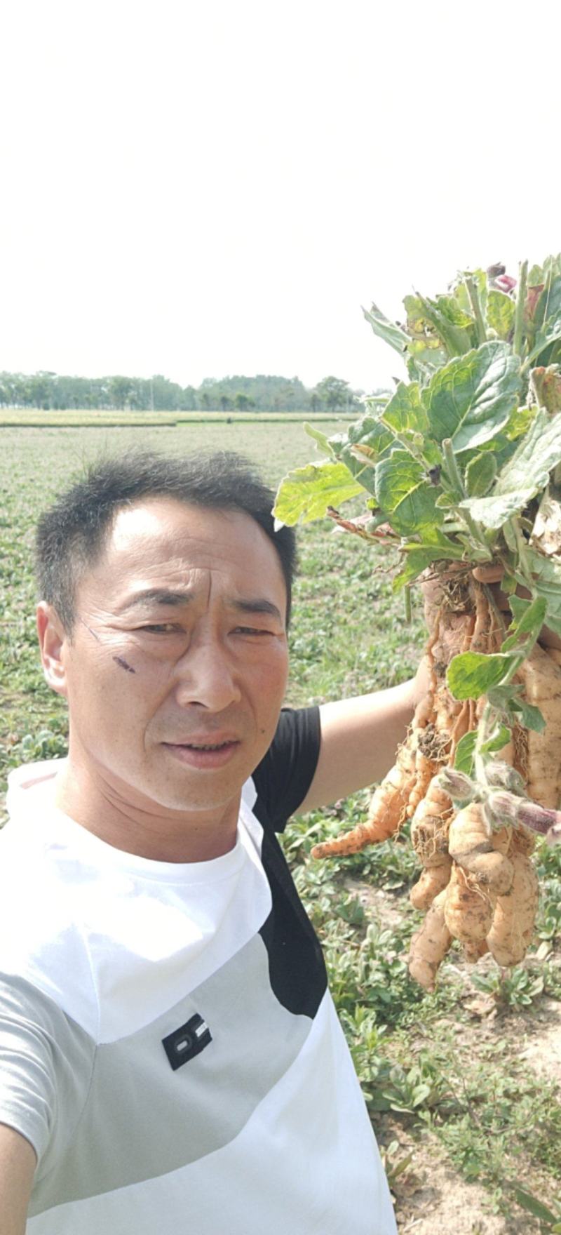 专业培育的地黄栽子，北京脱毒新3号，保证质量，价格优惠