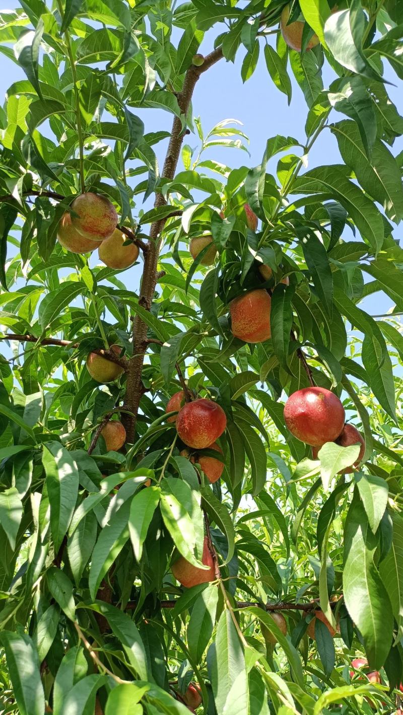 云南建水基地白芯油桃