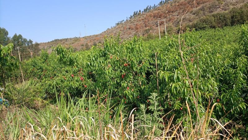 云南建水基地白芯油桃