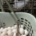 新鲜鸽子蛋，2.6元一个，每月几万个