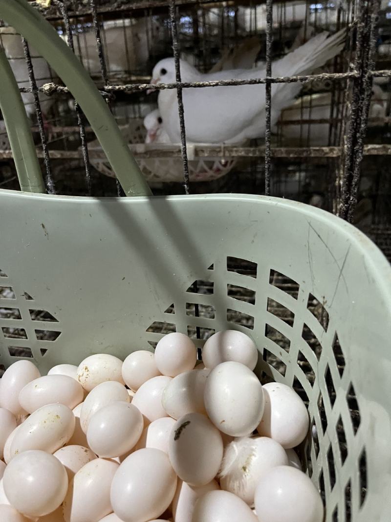 新鲜鸽子蛋，2.6元一个，每月几万个