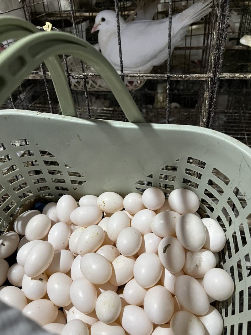 新鲜鸽子蛋，2.6元一个，每月几万个