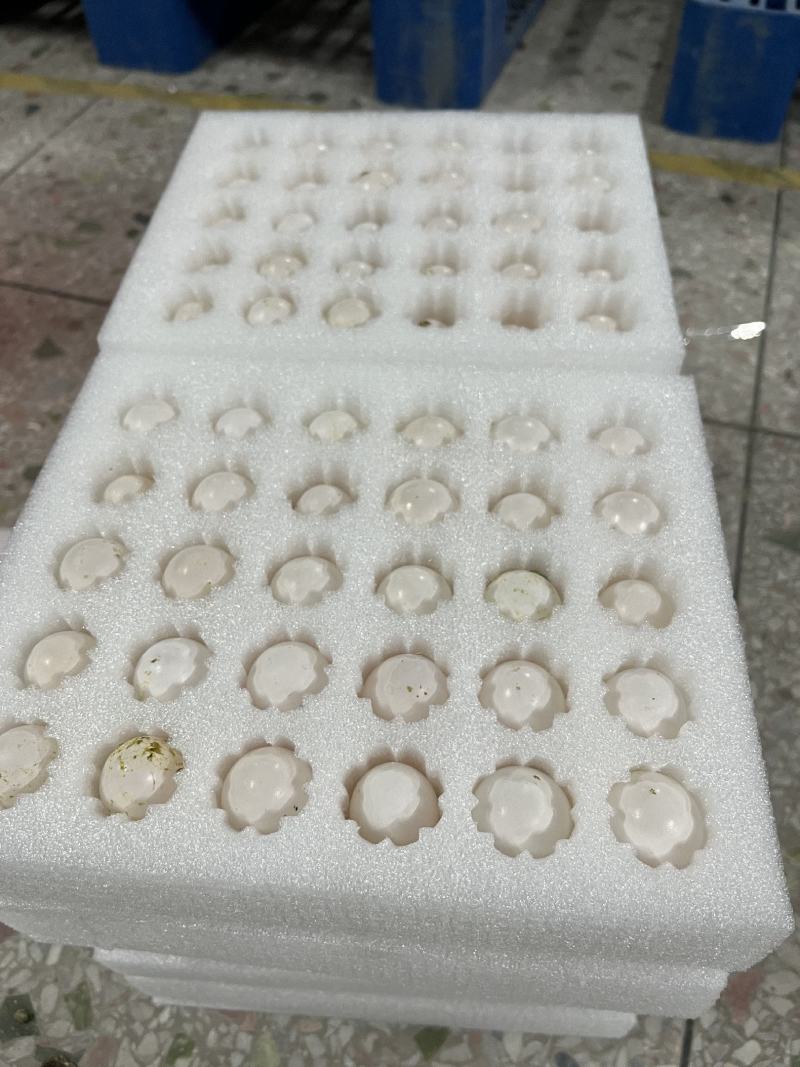 新鲜鸽子蛋，2.6元一个，每月几万个