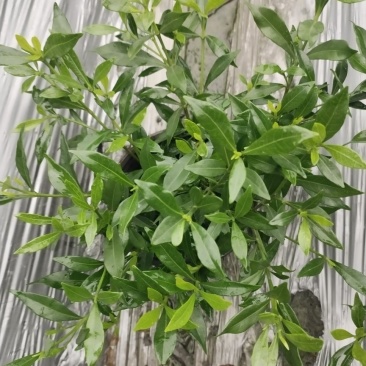 批发小栀子海栀子花杯苗地苗地被自产自销栀子花一手货源