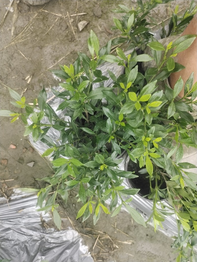 批发小栀子海栀子花杯苗地苗地被自产自销栀子花一手货源