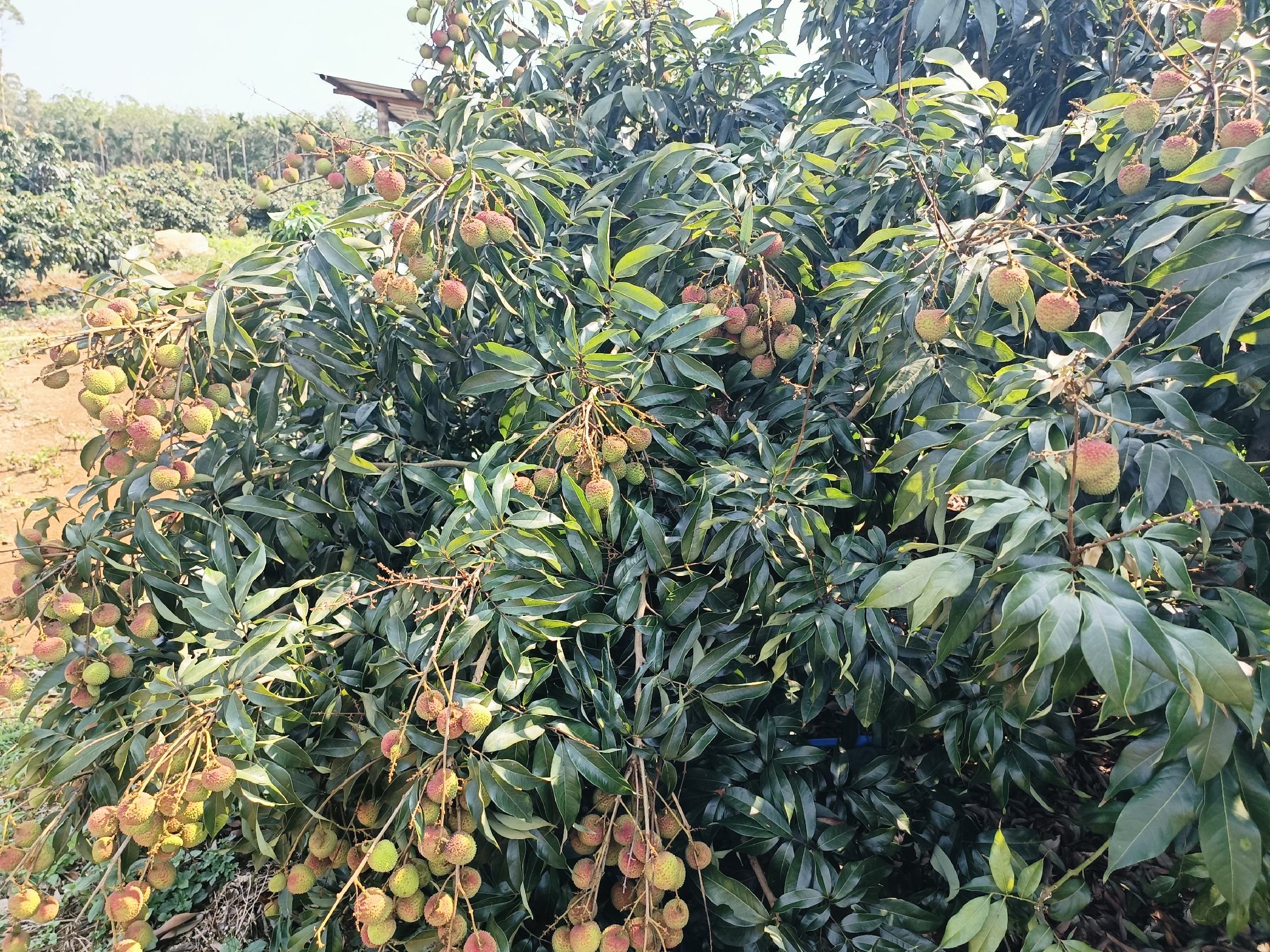 博物馆内的荔枝品种展示区